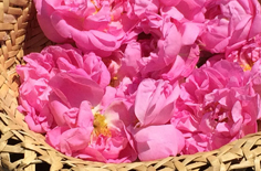 Parfums et Cosmétiques/Perfume & Cosmetics Industry