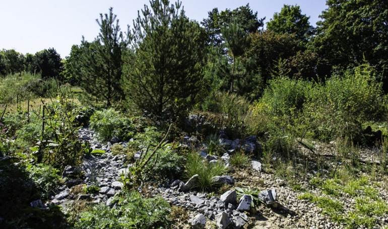 Une image contenant plein air, Communauté végétale, végétation, région sauvage

Le contenu généré par l’IA peut être incorrect.