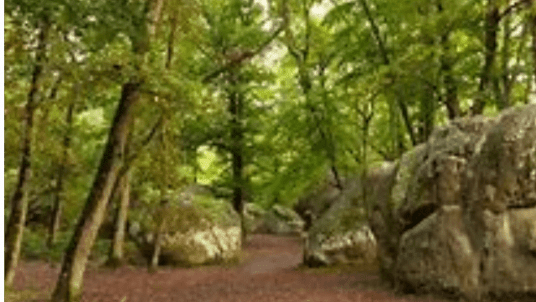 Randonnée pédestre en forêt de Fontainebleau 